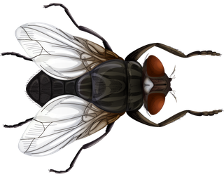 colorfulcartoon-style-insect-101928