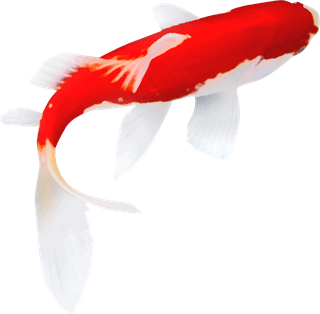 koifish-vector-on-a-white-background-suitable-for-decoration-716190