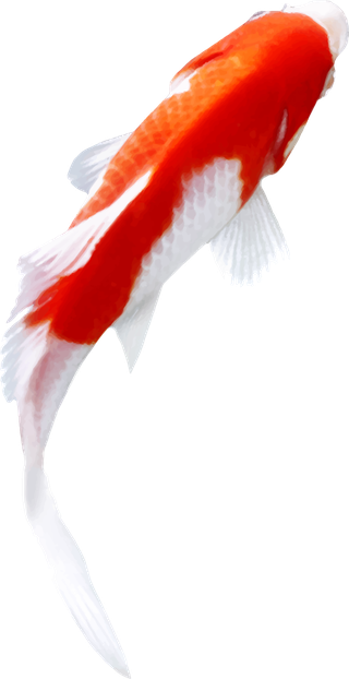 koifish-vector-on-a-white-background-suitable-for-decoration-452978