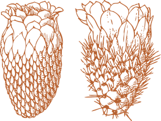 orangehand-drawn-cactus-outline-cacti-and-succulent-drawing-662737