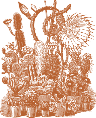 orangehand-drawn-cactus-outline-cacti-and-succulent-drawing-670616