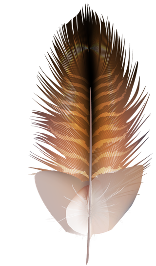 detailedcolorful-realistic-feather-of-different-birds-858563