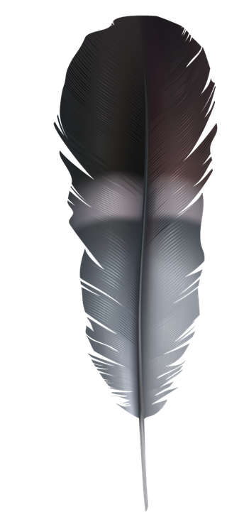 detailedcolorful-realistic-feather-of-different-birds-862668