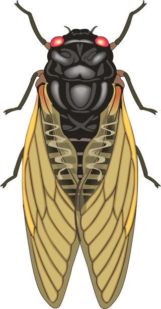 realisticlively-insects-illustration-949377