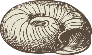 seasnail-drawing-handpainted-animals-vector-235097