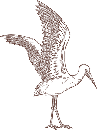 setbird-species-engraved-sketches-illustration-918521