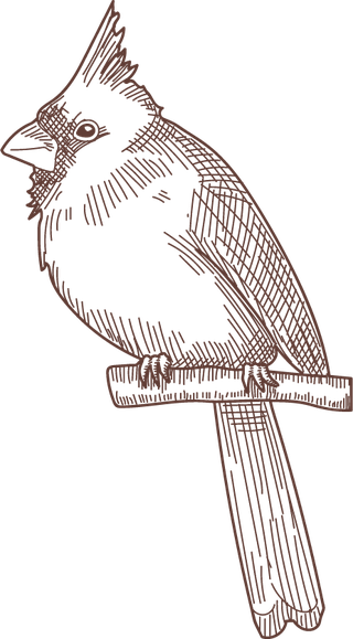 setbird-species-engraved-sketches-illustration-982743