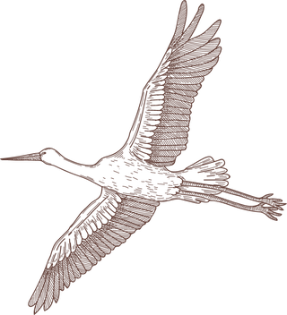 setbird-species-engraved-sketches-illustration-104281