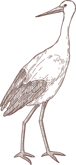 setbird-species-engraved-sketches-illustration-50983