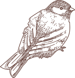 setbird-species-engraved-sketches-illustration-83737