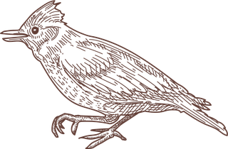 setbird-species-engraved-sketches-illustration-160527