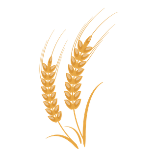 simplegolden-wheat-illustrations-elements-736300