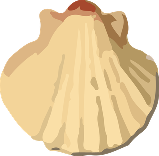 snailshell-seafood-crustacean-pattern-vector-979378