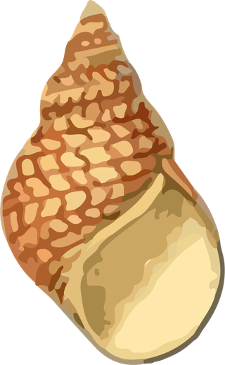 snailshell-seafood-crustacean-pattern-vector-639180