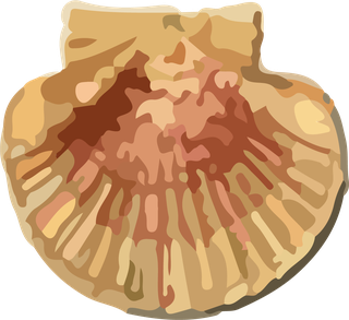 snailshell-seafood-crustacean-pattern-vector-614564