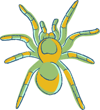 spiderillustrated-in-many-colors-with-sketchy-style-this-tarantula-vector-272506